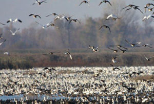 Gray-Lodge-ducks-and-geese